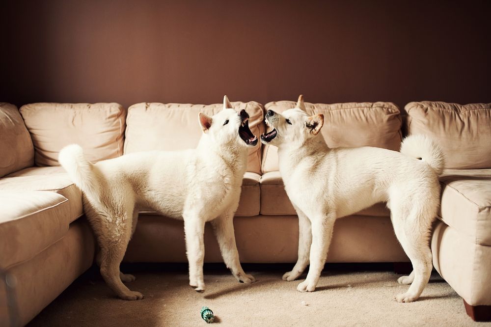 Обои для рабочего стола Две белые собаки породы акита выясняют отношения возле дивана