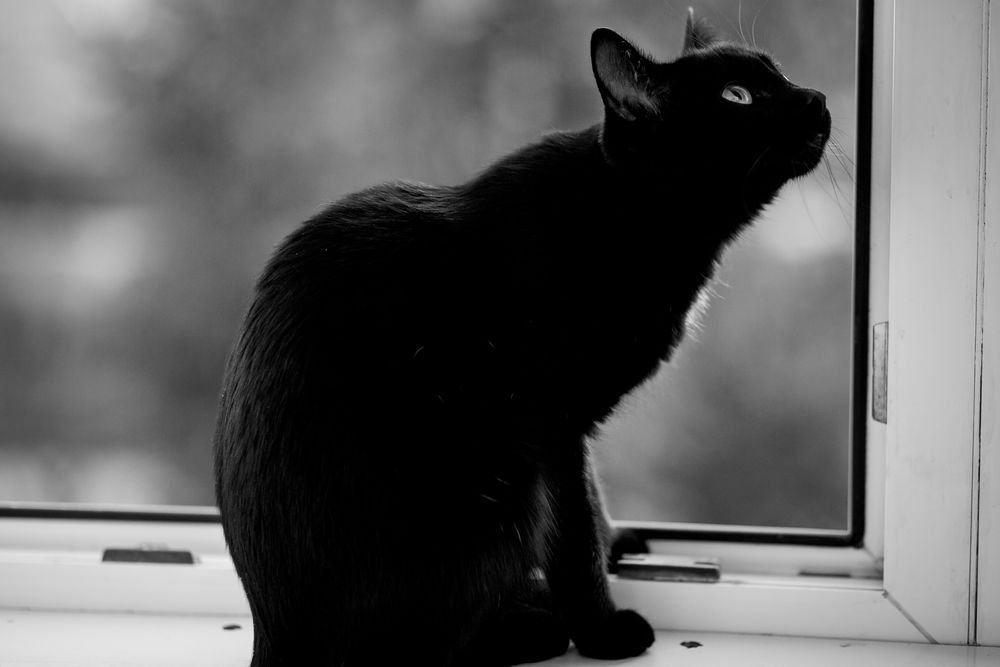 Обои для рабочего стола Черный кот сидит на окне