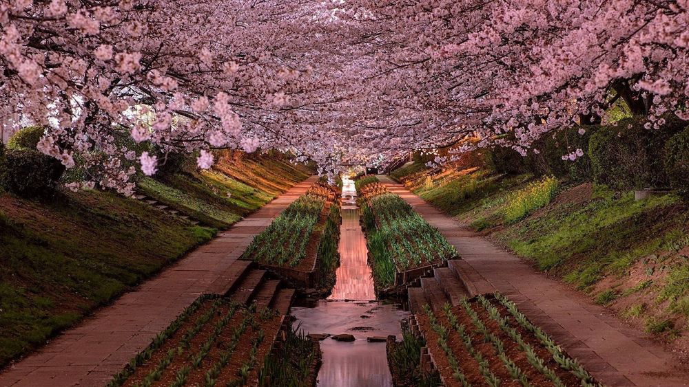 Обои для рабочего стола Нежным розовым цветом сакура цветет в саду Йокогама (Япония)