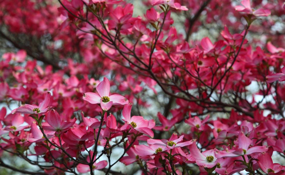 Обои для рабочего стола Весенние цветение, на дереве распустились розовые цветы