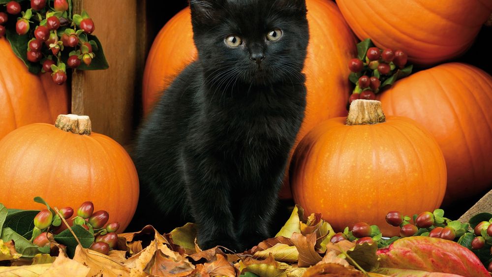 Обои для рабочего стола Праздник Halloween, черный кот среди тыкв