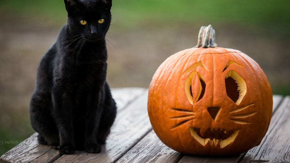 Обои для рабочего стола Праздник Halloween, черный кот и фонарь джека