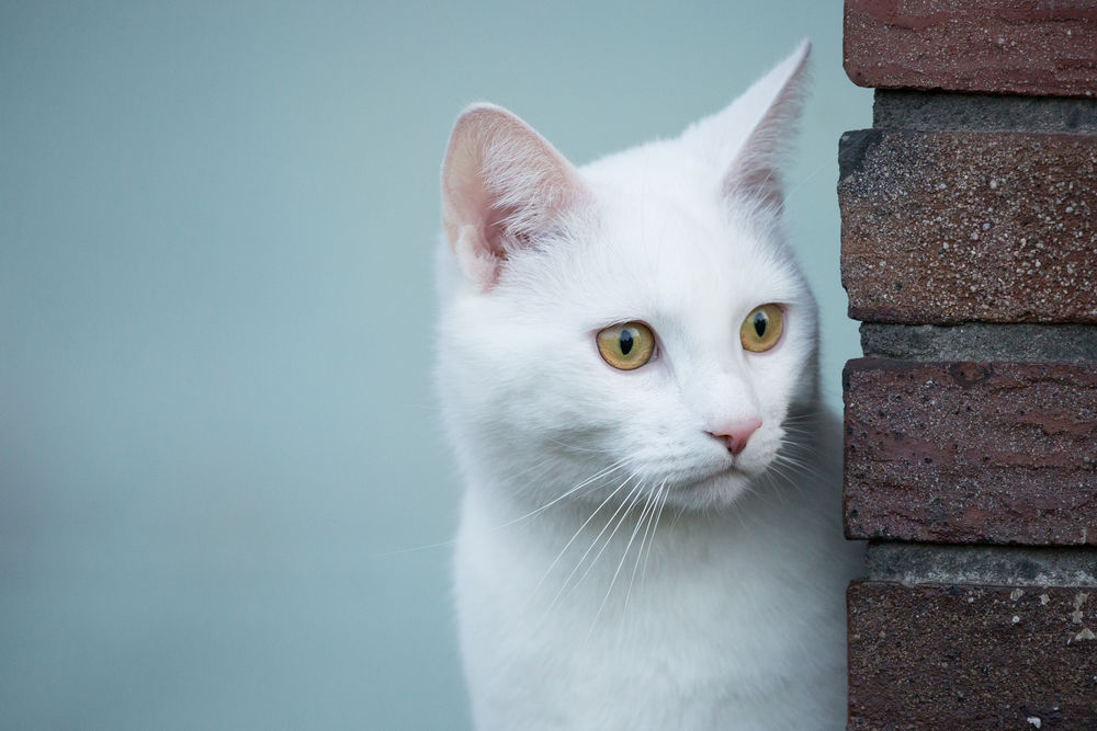 Фото кота выглядывающего из за угла