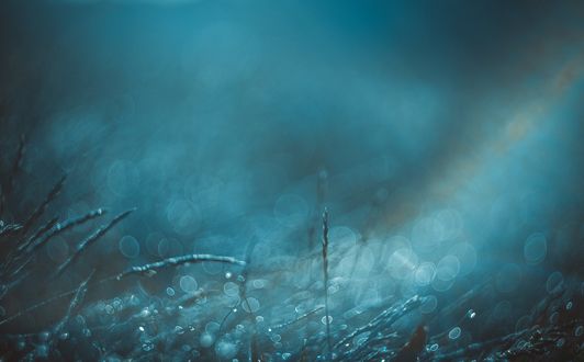 Обои на рабочий стол Колоски травы с каплями воды при голубом освещении