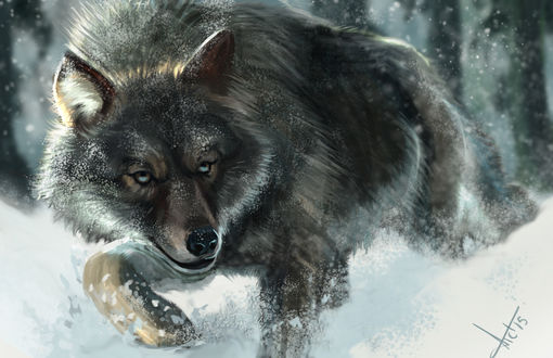 Обои на рабочий стол Волк на снегу, by victter-le-fou