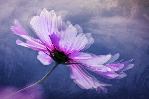 Обои на рабочий стол Christine Ellger, розовый цветок на размытом фоне