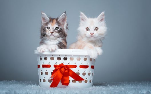 Обои на рабочий стол Котята породы мейн-кун, сидят в корзинке с красным бантиком
