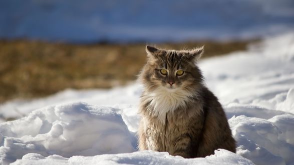 Кот на балконе обои