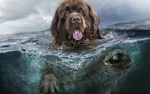 Обои на рабочий стол Рисунок собаки породы ньюфаундленд, перебирающей лапами в воде