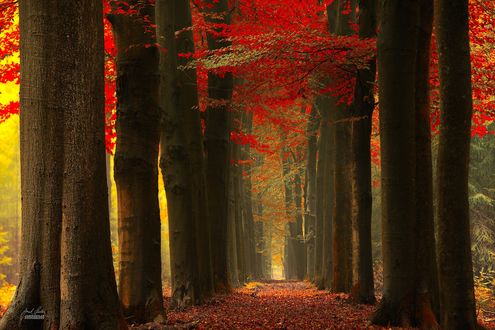 Обои на рабочий стол Дорога между деревьями усыпана листьями, by Janek Sedlar