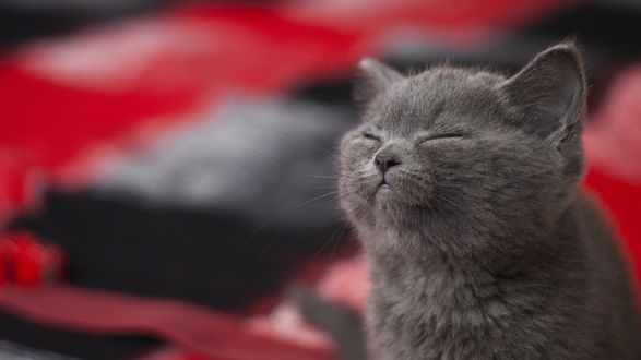 Обои на рабочий стол Серый котенок зажмурился