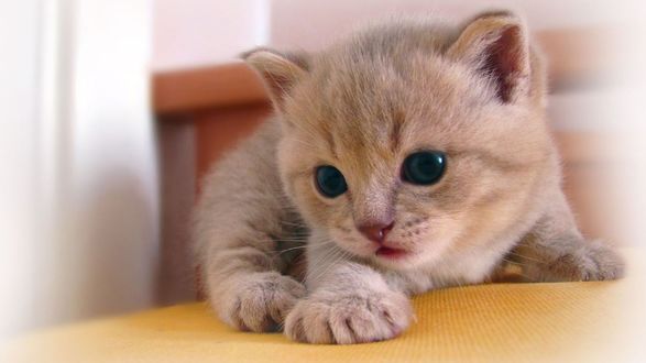 Обои на рабочий стол Рыжий котенок лежит на столе