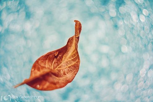 Обои на рабочий стол Засохший желтый лист, на фоне морской волны, photography Alex Greenshpun