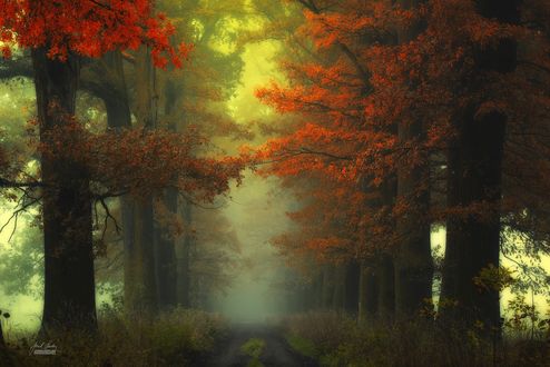 Обои на рабочий стол Туманная дорога между осенними деревьями, ву Janek Sedlar™