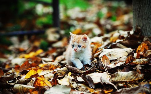 Обои на рабочий стол Бело-рыжий котенок сидит на листьях