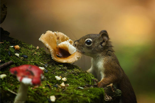 Обои на рабочий стол Белка нюхает гриб, by Andre Villeneuve