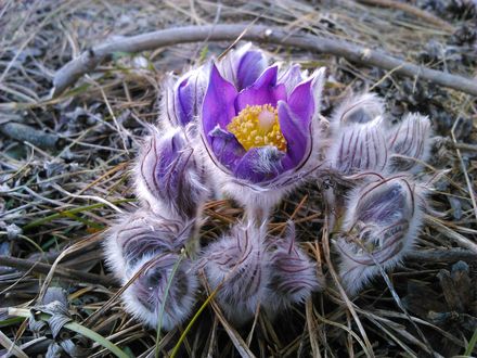Обои на рабочий стол Прострел или сон-трава (Пульсатилла (Pulsatilla nigricans), семейство лютиковых) среди веток на земле