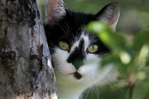 Фото кота выглядывающего из за угла