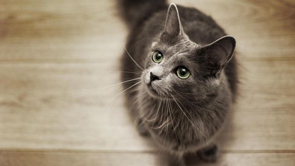 Обои на рабочий стол Серая кошка смотрит вверх
