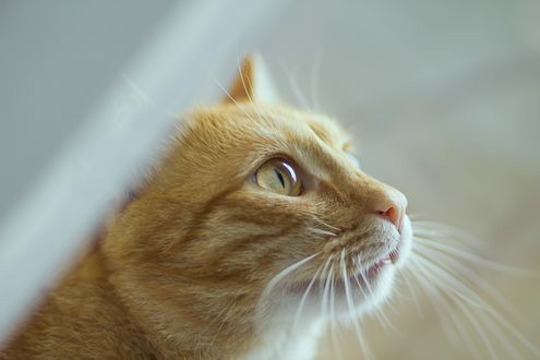 Обои на рабочий стол Мордочка рыжего кота, который выглядывает из-за белой занавески, кот смотрит в сторону, фотограф Иван Беринцев