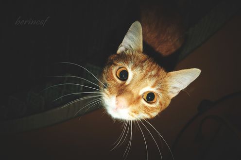 Обои на рабочий стол Мордочка рыжего кота, который смотрит вверх, фотограф Иван Беринцев
