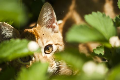 Обои на рабочий стол Мордочка рыжего котенка, которую освещают солнечные лучи, котенок смотрит на нас через зеленые листья, фотограф Иван Беринцев