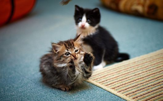 Обои на рабочий стол Два котенка играют на голубом палласе