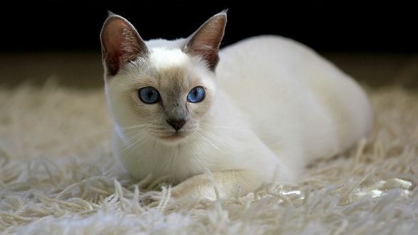 Обои на рабочий стол Белая кошка с голубыми глазами лежит на ковре