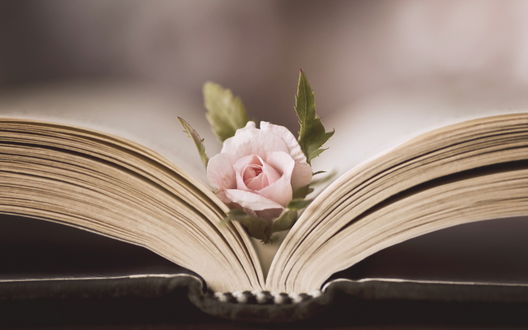 Обои на рабочий стол Бледно-розовая роза лежит между листами раскрытой книги