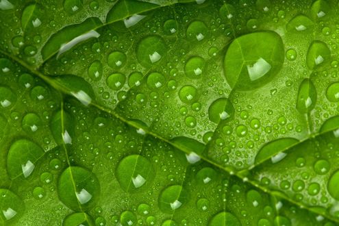 Обои на рабочий стол Капли воды на зеленом листе