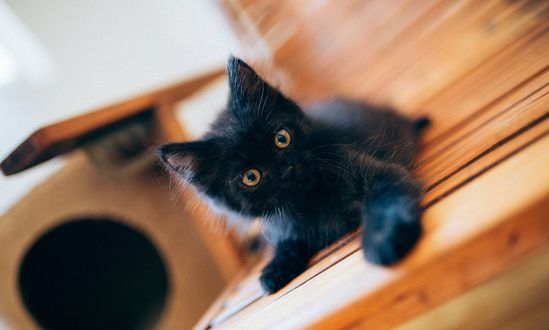 Обои на рабочий стол Черный котенок лежит на скамейке