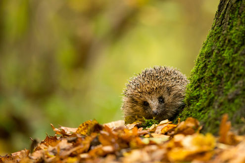 Обои на рабочий стол Ежик в осенней листве, фотограф Mark Bridger