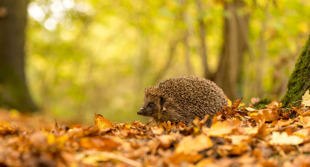 Обои на рабочий стол Ежик в осенней листве, ву Mark Bridger