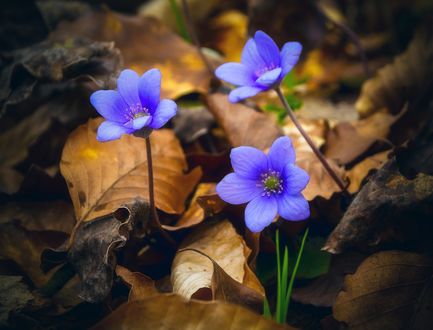 Обои на рабочий стол Три голубых цветка Hepatica nobilis / Печеночник благородный в осенней листве, by PixxlTeufel