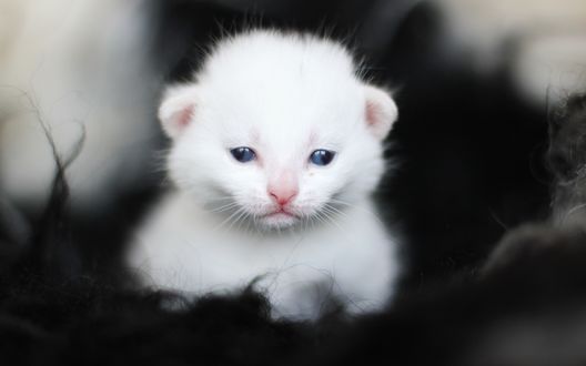 Обои на рабочий стол Белый котенок на размытом фоне