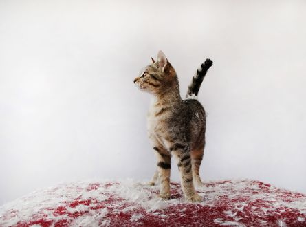 Обои на рабочий стол Один дома, можно все, котик напроказничал, перья, все что осталось от подушки