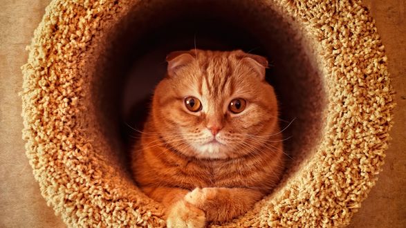 Обои на рабочий стол Шотландская вислоухая кошка скоттиш-фолд / Scottish Fold / лежит в трубе