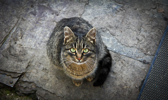 Котики в траве картинки