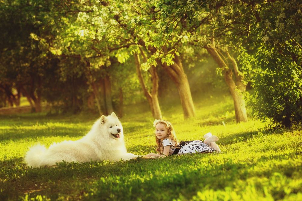 Обои для рабочего стола Девочка и большая белая собака лежат на траве на размытом фоне деревьев, фотограф Максим Николаев