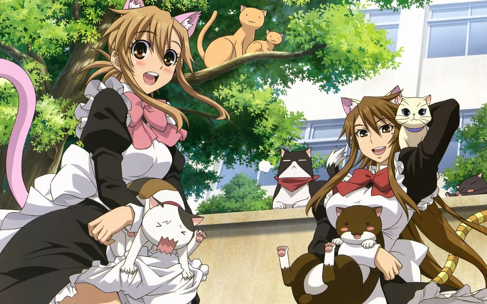 Обои для рабочего стола Аниме рисунок девушек с ушками, девушки стоят у забора и тискают кошек