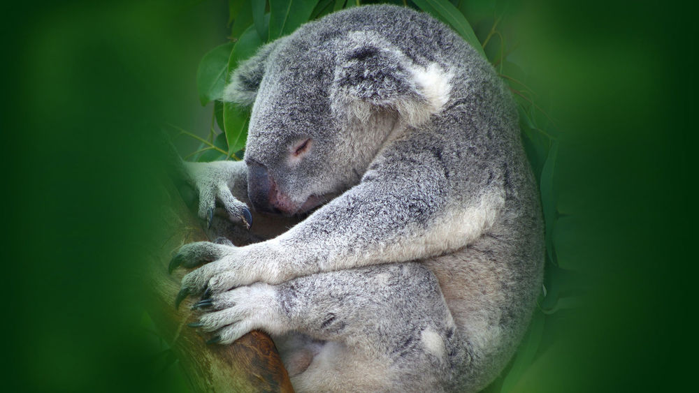 Обои для рабочего стола Медвежонок коала спит на ветке дерева, он похож на маленького плюшевого медвежонка