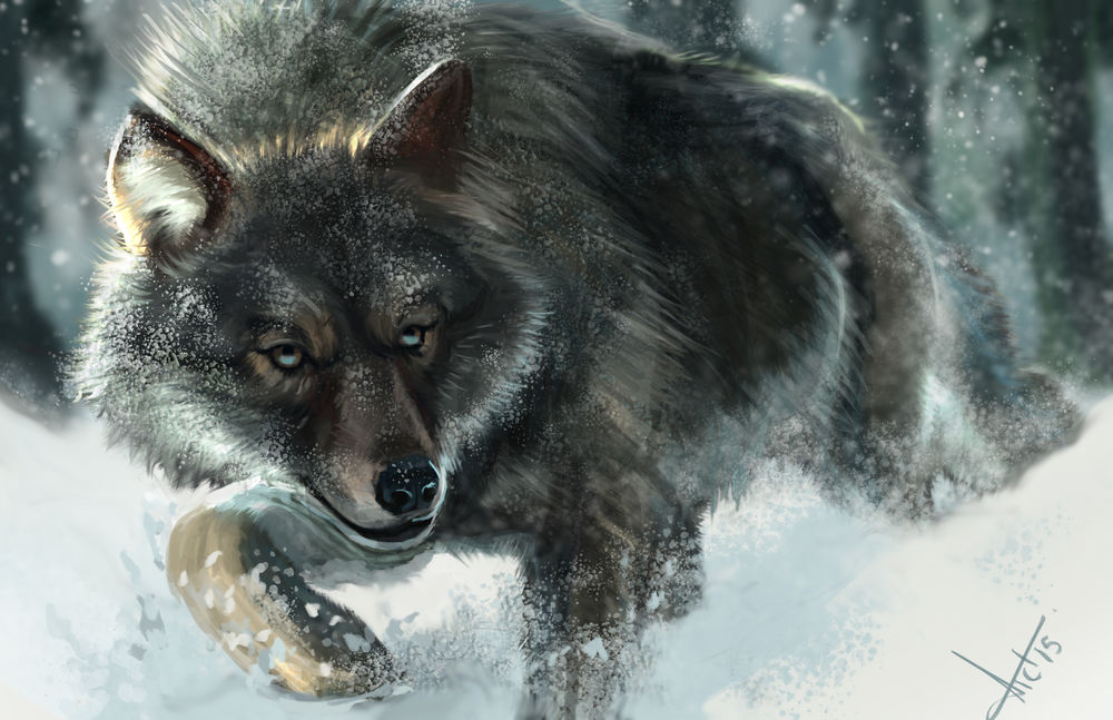 Обои для рабочего стола Волк на снегу, by victter-le-fou