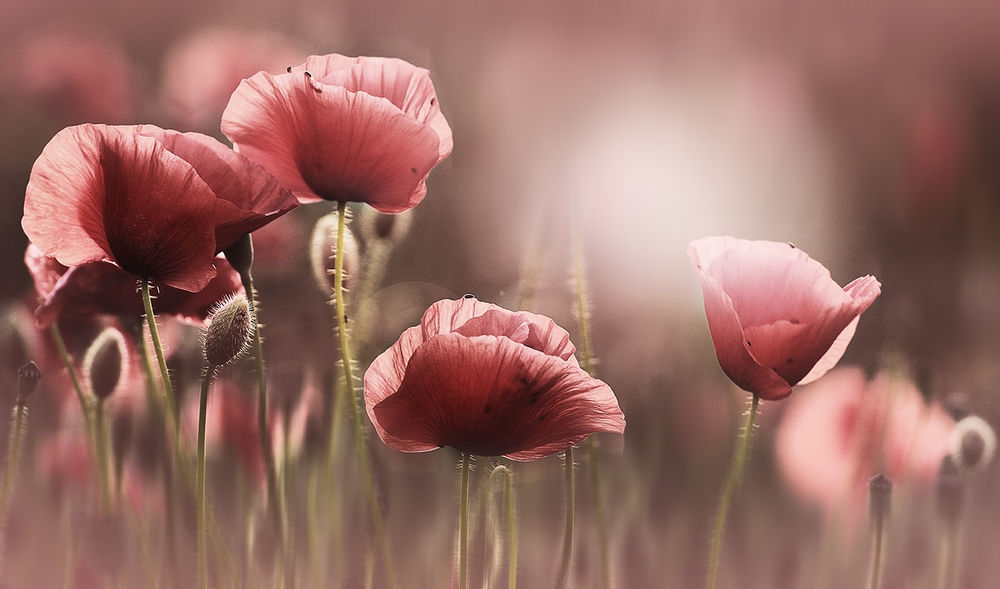 Обои для рабочего стола Christine Ellger, красные маки на размытом фоне