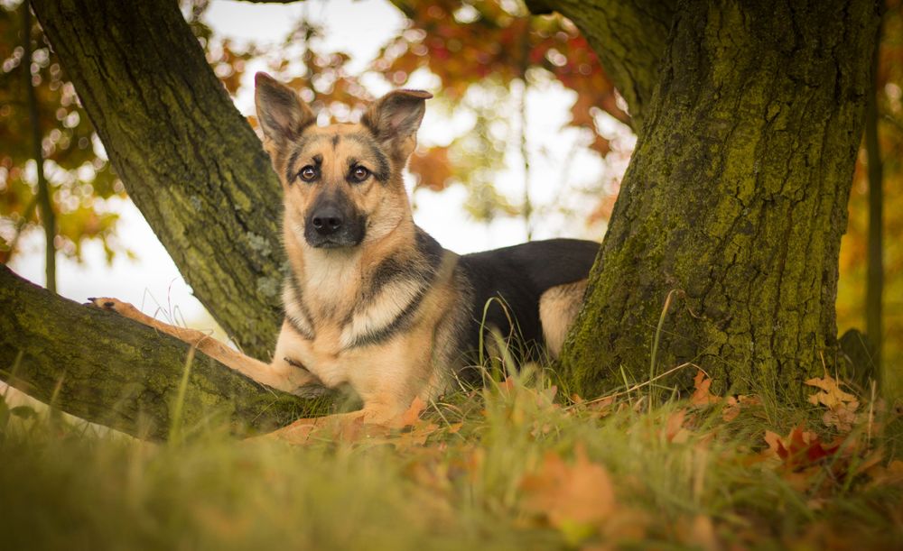 Обои для рабочего стола Собака породы немецкая овчарка, лежит под деревом на траве, осыпанной опавшими осенними листьями