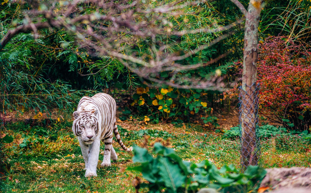 Обои для рабочего стола Белый тигр идет по лесу, by Dylan Colon