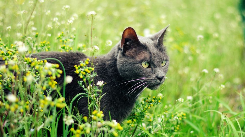 Обои для рабочего стола Серый кот на поле с цветами