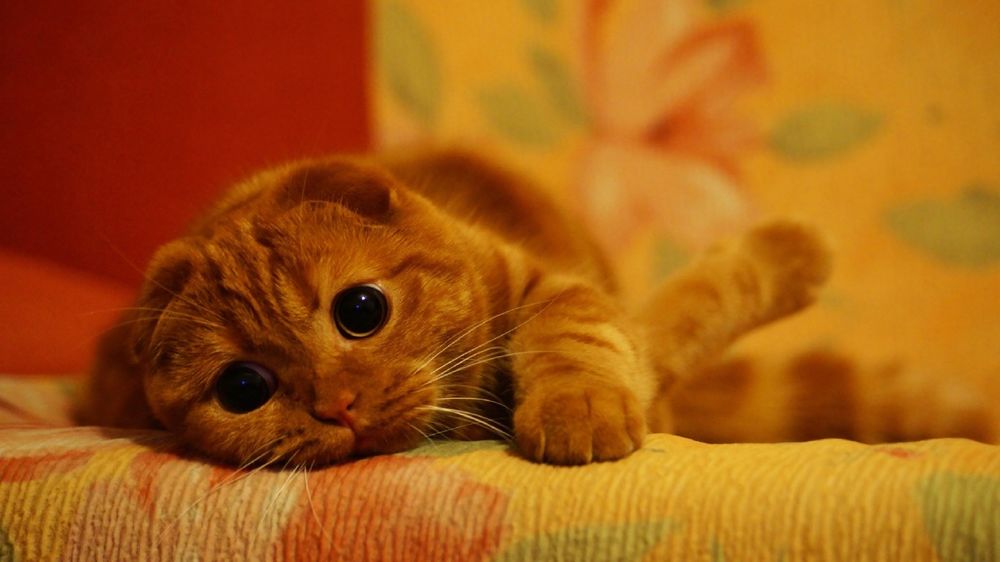 Милые фотографии рыжих кошек