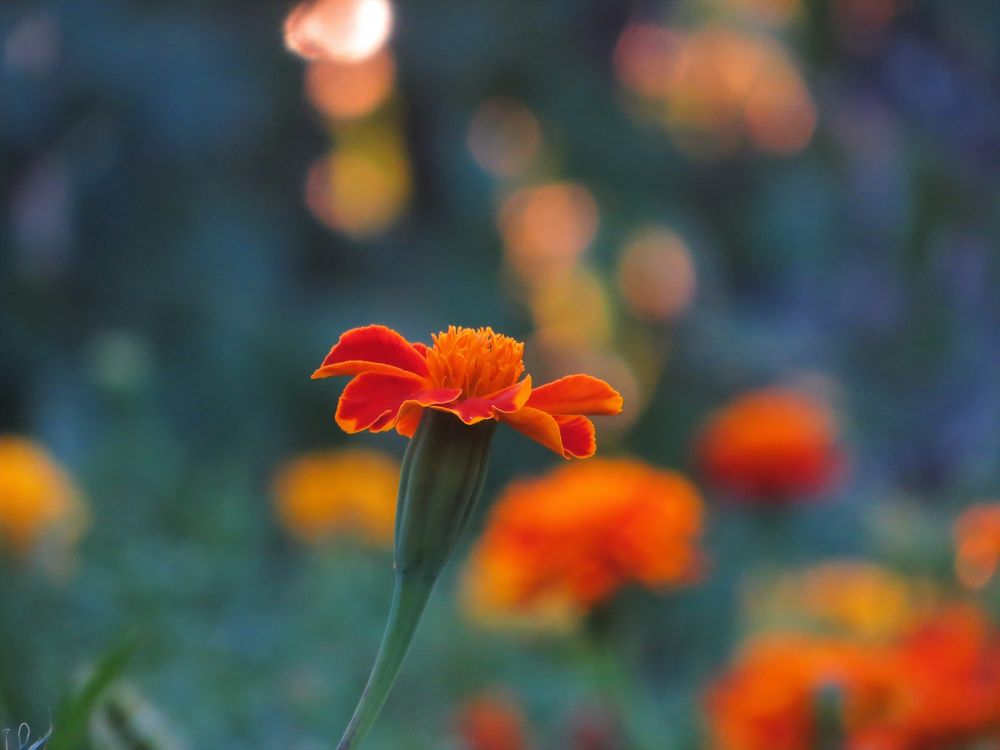 цветы оранжевые природа скачать
