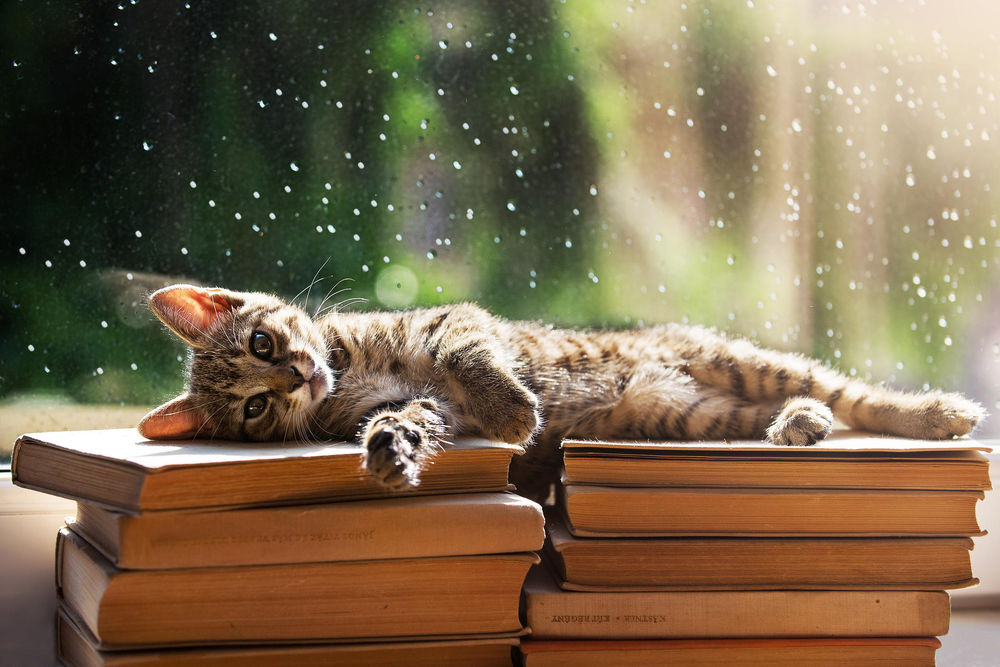 Обои для рабочего стола Кошка лежит на книгах, возле окна с каплями воды на стекле, by BalГЎzs TГіth