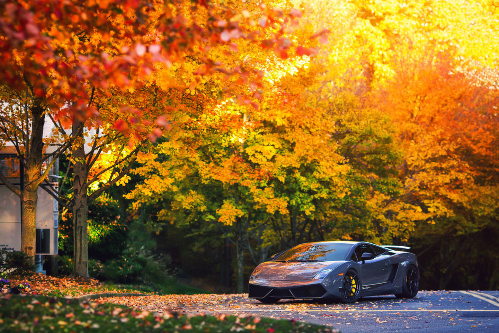 Обои для рабочего стола Автомобиль марки lamborghini gallardo superleggera lp570-4, стоит на дороге, рядом с деревьями покрытыми осенними листьями